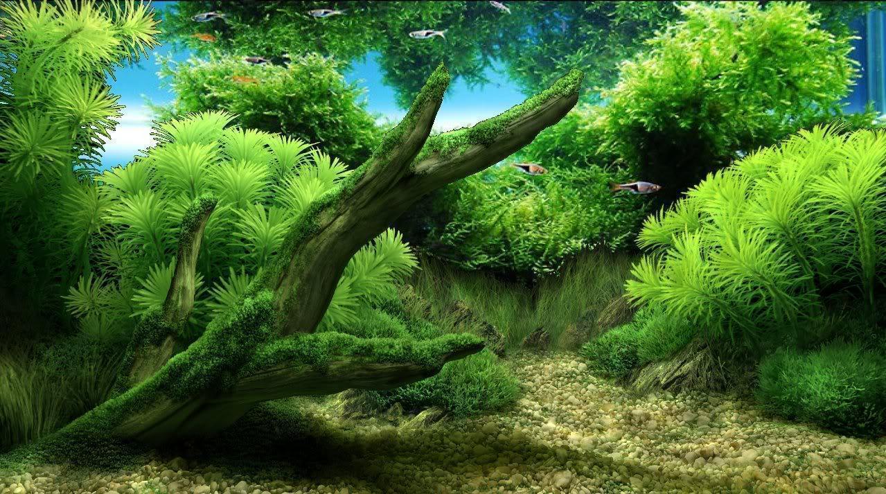 Un aquarium planté